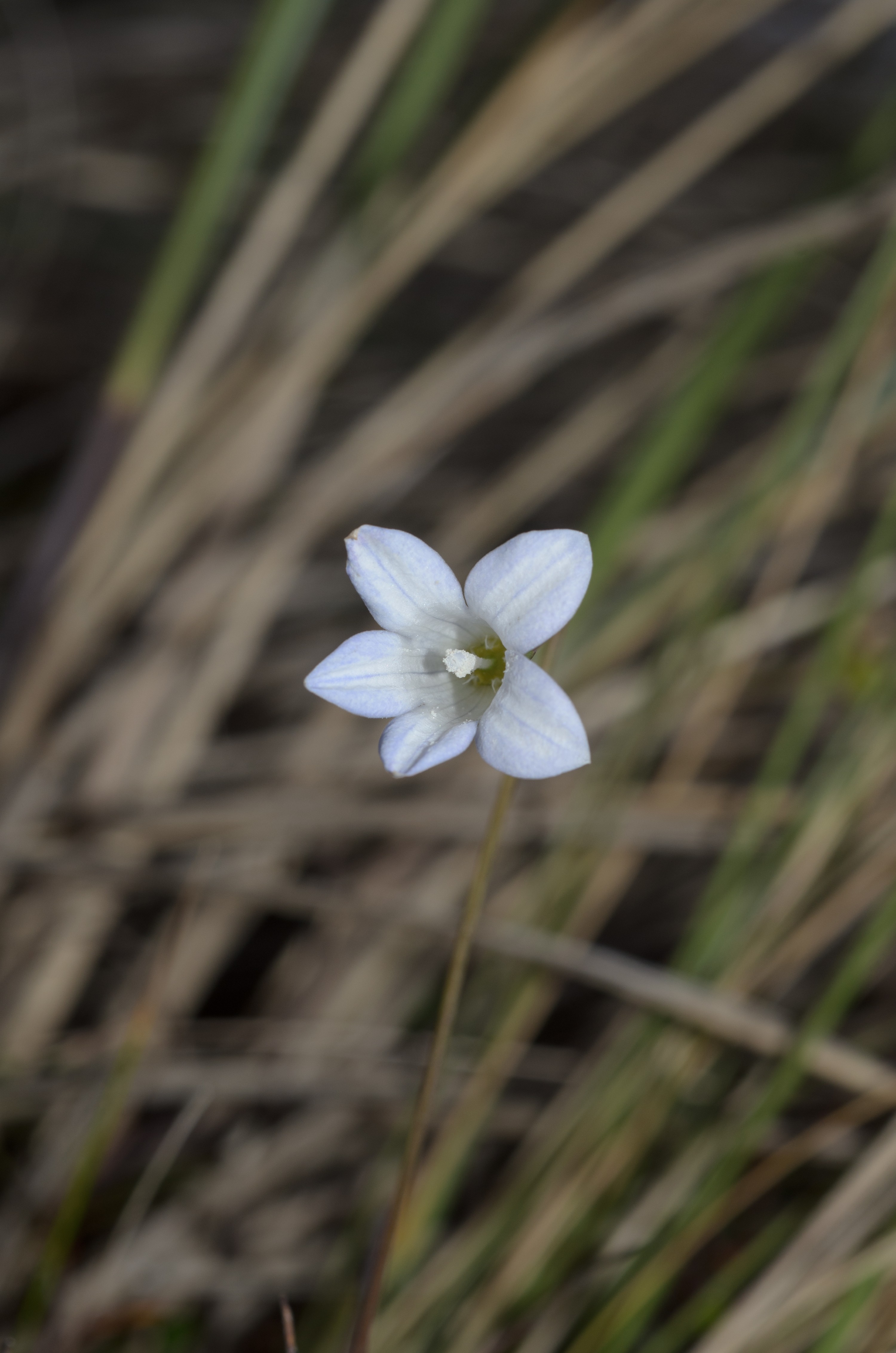 DSC_1979 – Adventure, Bay, Crispin, Island, March 2017, Mason, Mason Bay, National Park, New, New Zealand, Rakiura, South, Stewart, Zealand